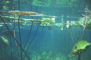 Herichthys sp. 'white' from Rio Tamasopo